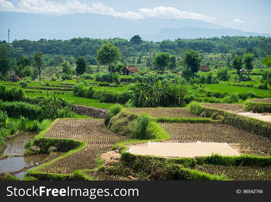 Wide green rice terraces at the Bali