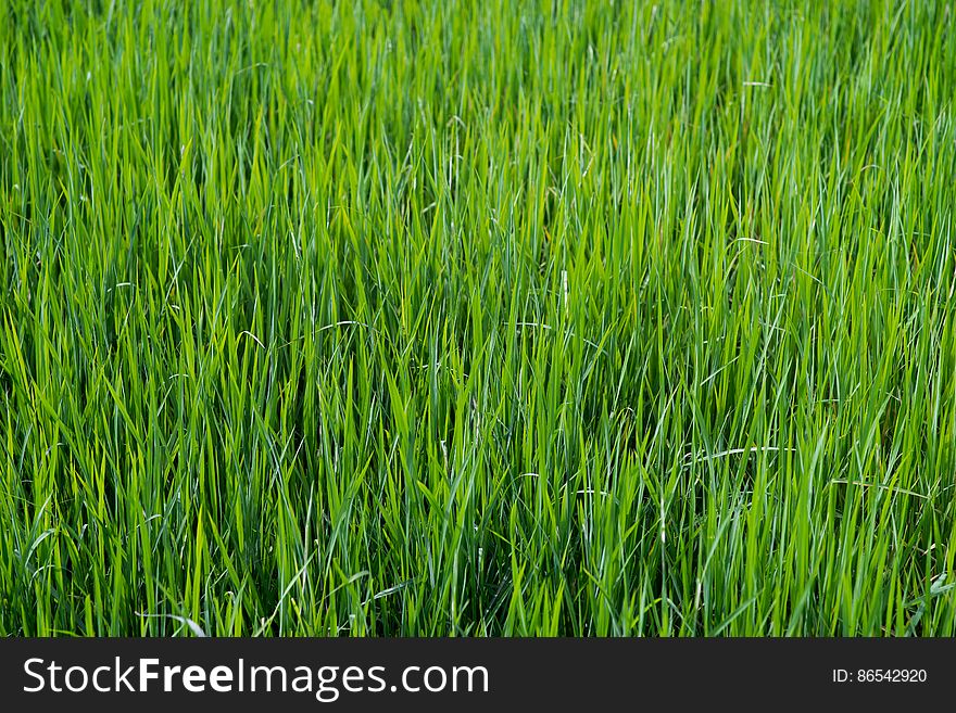 Close up on fresh green grass texture