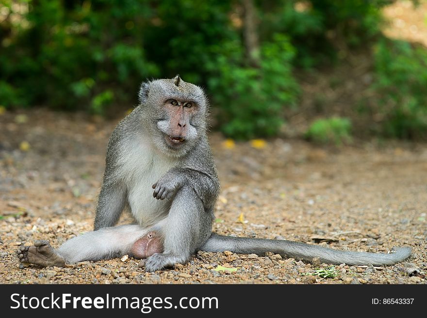 A monkey sitting on the ground showing large tusks. A monkey sitting on the ground showing large tusks
