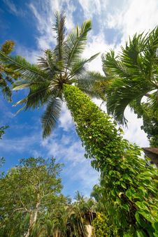 Palm Tree And Bright Sun On Blue Sky Royalty Free Stock Photo Palm Tree And Bright Sun On Blue Sky Royalty Free Stock Photo