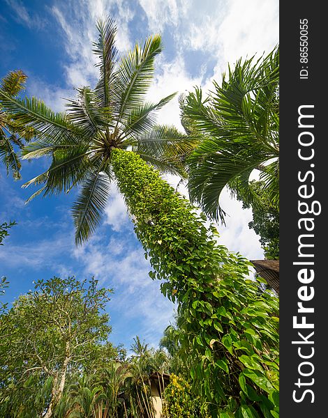 Palm tree and bright sun on blue sky
