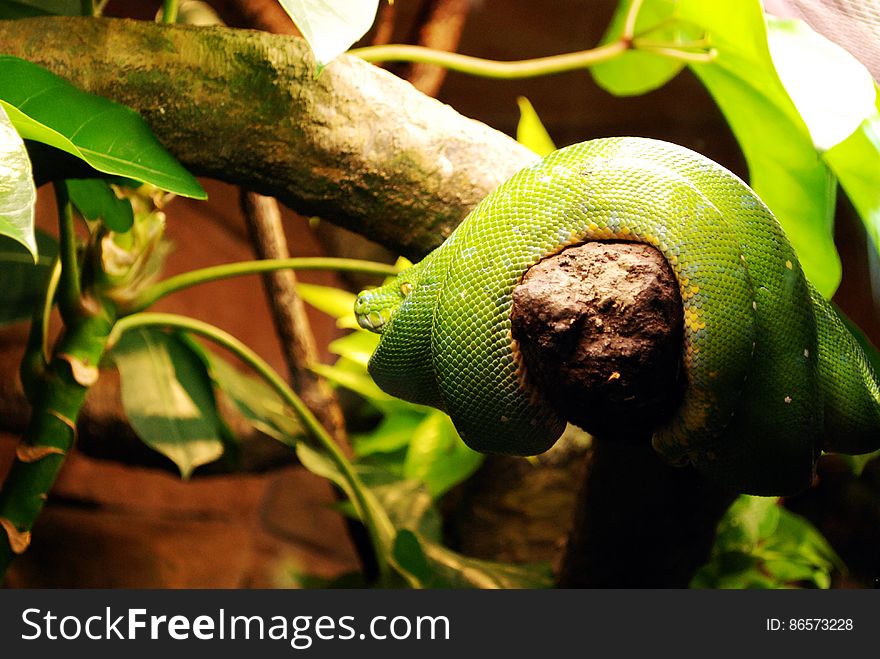 Green Snake on Wooden Branch
