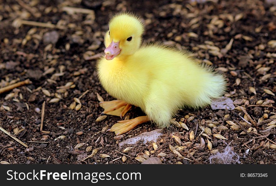 Yellow Duckling on Grains