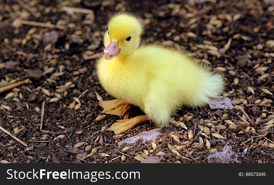 Yellow Duckling On Grains