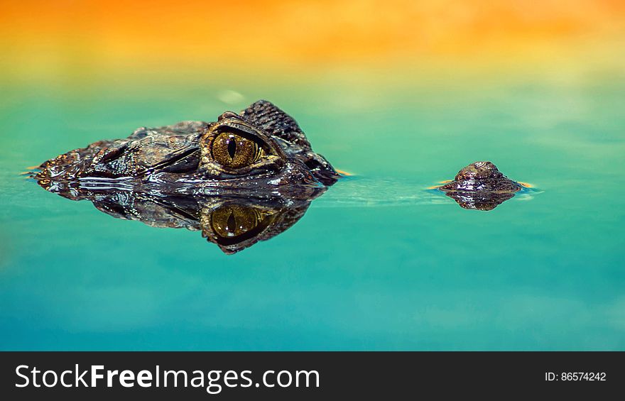 Alligator eye and nose above water line with orange horizon. Alligator eye and nose above water line with orange horizon.