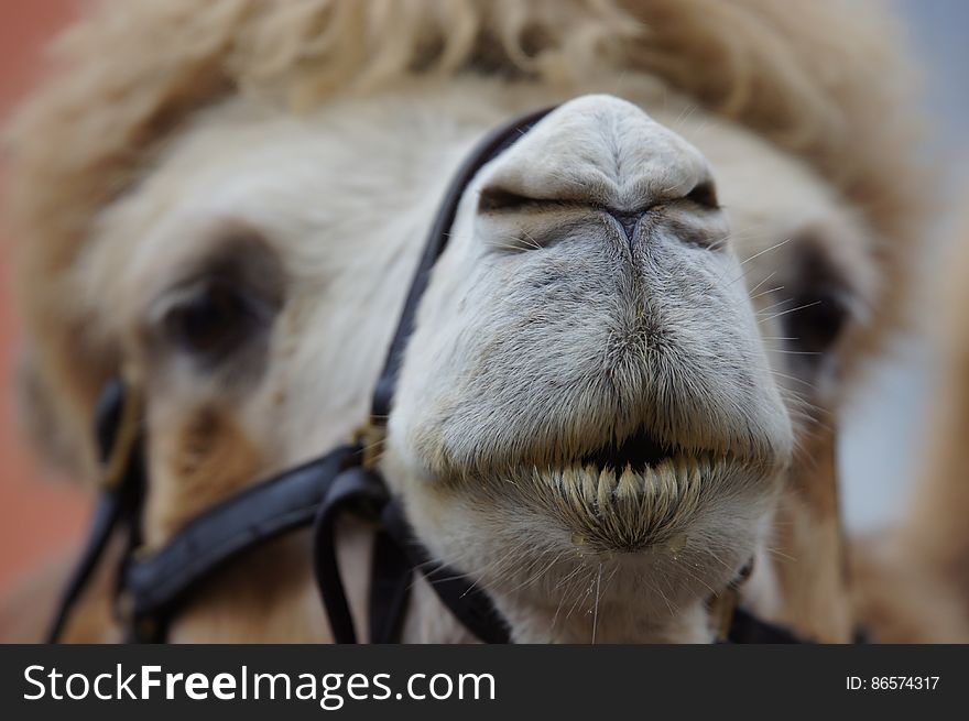 Close up of muzzle on domesticated camel outdoors on sunny day. Close up of muzzle on domesticated camel outdoors on sunny day.