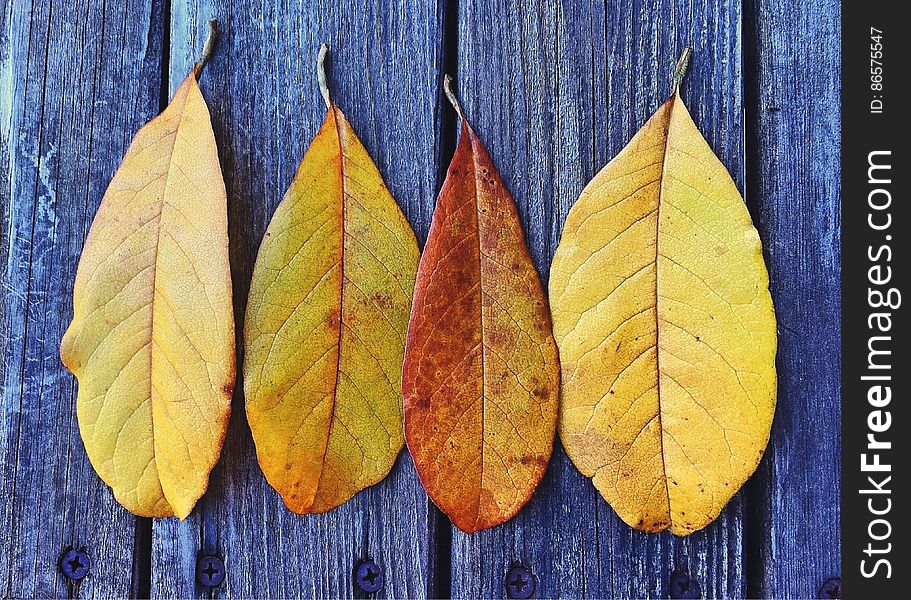 Autumn leaves on wood