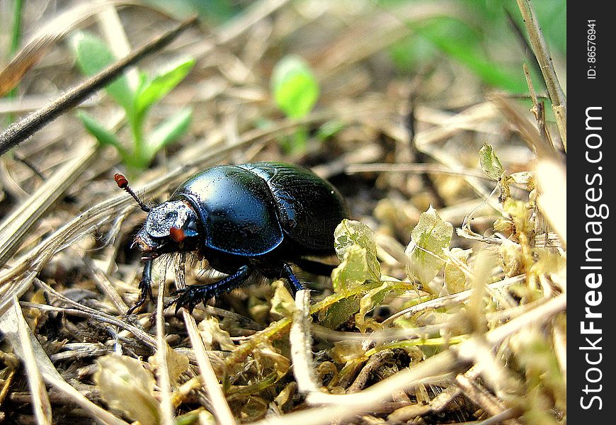Black June Bug