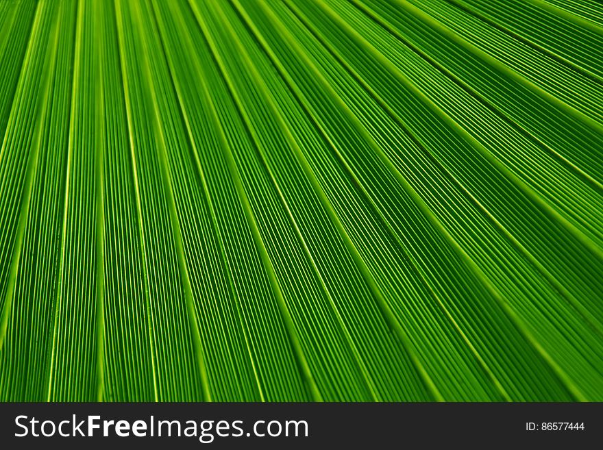 Macro close up of veins and texture on green leaf. Macro close up of veins and texture on green leaf.