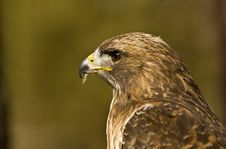 Profile Of A Young Red-Tailed Hawk (Buteo Jamaicen Royalty Free Stock Photos