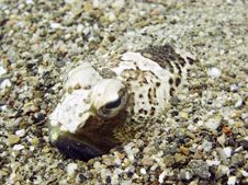 Dangerous Fish Royalty Free Stock Photo Dangerous Fish Royalty Free Stock Photo