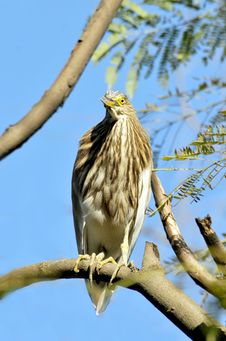 Black Crowned Heron Stock Photo