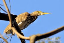 Black Crowned Heron Stock Image