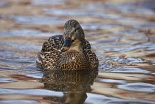 Mallard (Anas Platyrhynchos Platyrhynchos) Stock Photos Mallard (Anas Platyrhynchos Platyrhynchos) Stock Photos