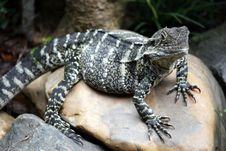 Blue Tongue Lizard Royalty Free Stock Images Blue Tongue Lizard Royalty Free Stock Images