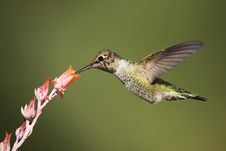 Hummingbird In Flight Stock Image