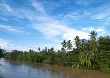 Palm Trees Near River Stock Image Palm Trees Near River Stock Image