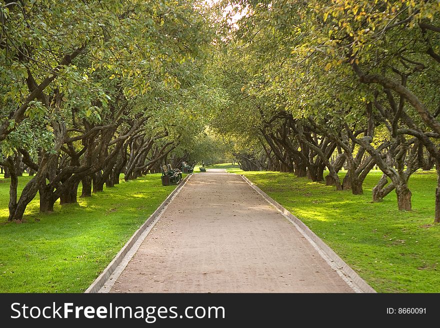 Rows of apple trees in a warm summer park with light green grass. Rows of apple trees in a warm summer park with light green grass