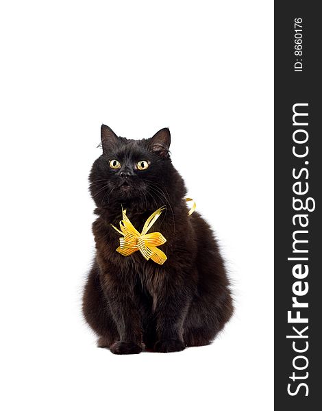 Black cat wearing yellow bow isolated