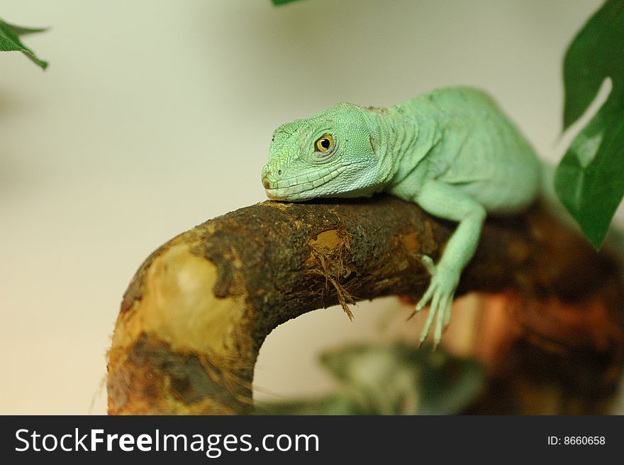 Green reptile lying on a branch in terrarium in Moscow zoo in Russia. Green reptile lying on a branch in terrarium in Moscow zoo in Russia