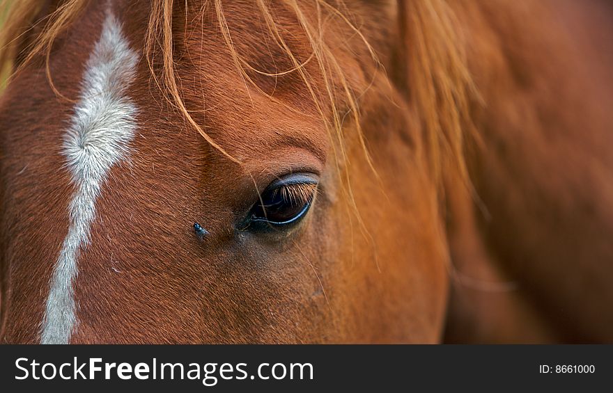 A Closeup Portrait Of The Head Brown Horse