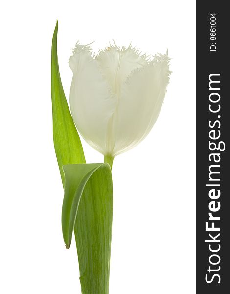 White tulip on a white background. White tulip on a white background.