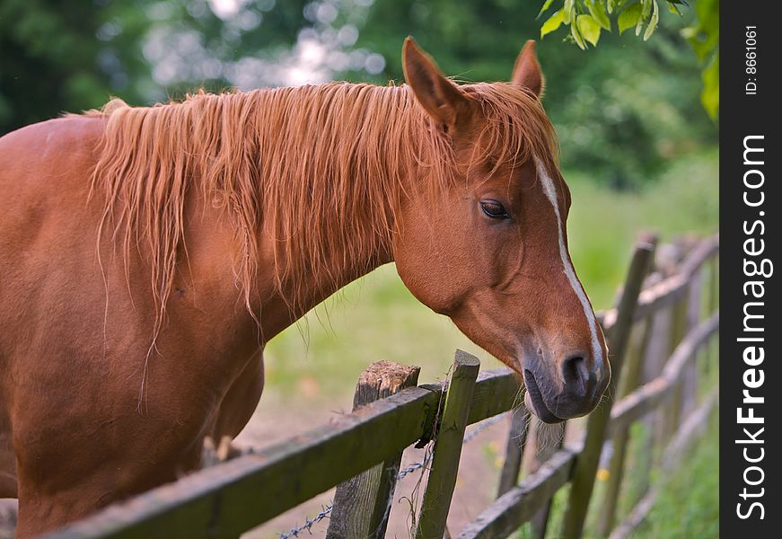 A brown horse looking over a wooden fence. A brown horse looking over a wooden fence