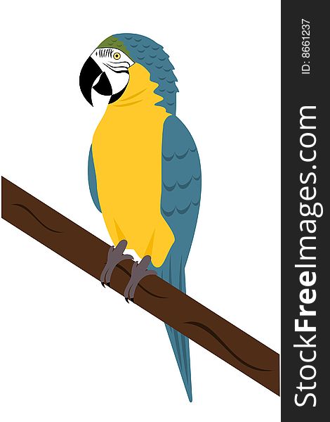 A Blue and yellow Macaw Parrot