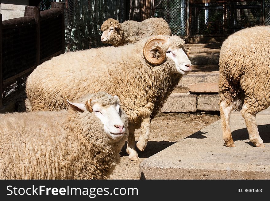 Farm sheep and Large ram with long curly horns. Farm sheep and Large ram with long curly horns