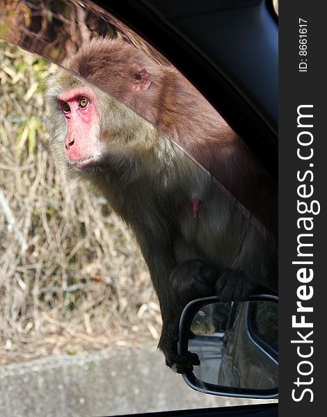 Red face primate sitting on car mirror. Red face primate sitting on car mirror