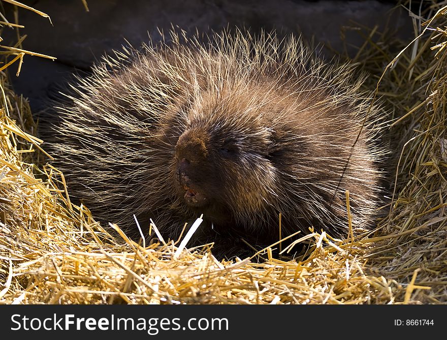 Portrait of an adult porcupine. Portrait of an adult porcupine.