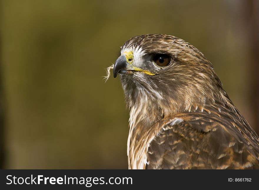 Portrait of a Red-Tailed Hawk (Buteo jamaicensis)