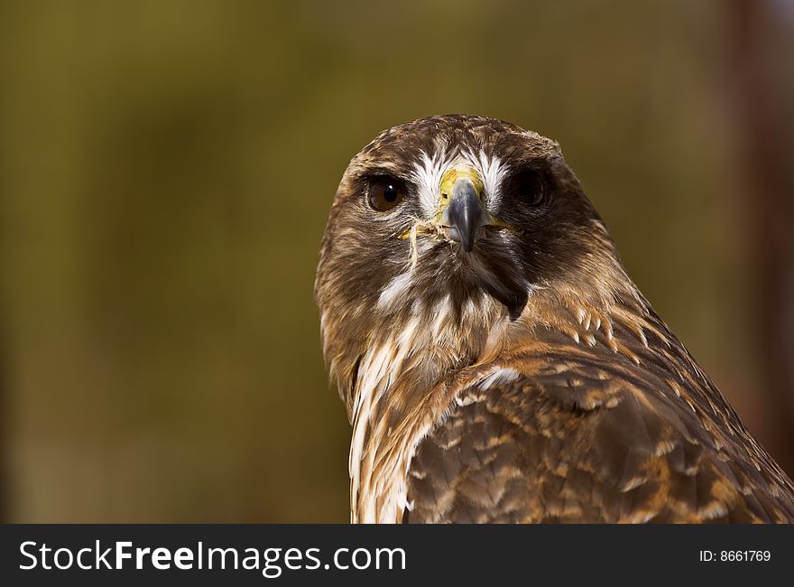 Portrait of a Red-Tailed Hawk (Buteo jamaicensis)