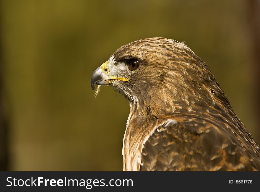 Profile of a young Red-Tailed Hawk (Buteo jamaicen