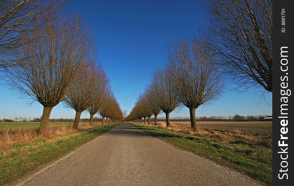 Road with willows on a beautiful day. Road with willows on a beautiful day