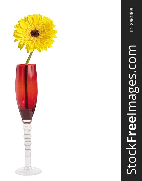 Yellow flower in a red wine glass, isolated on white