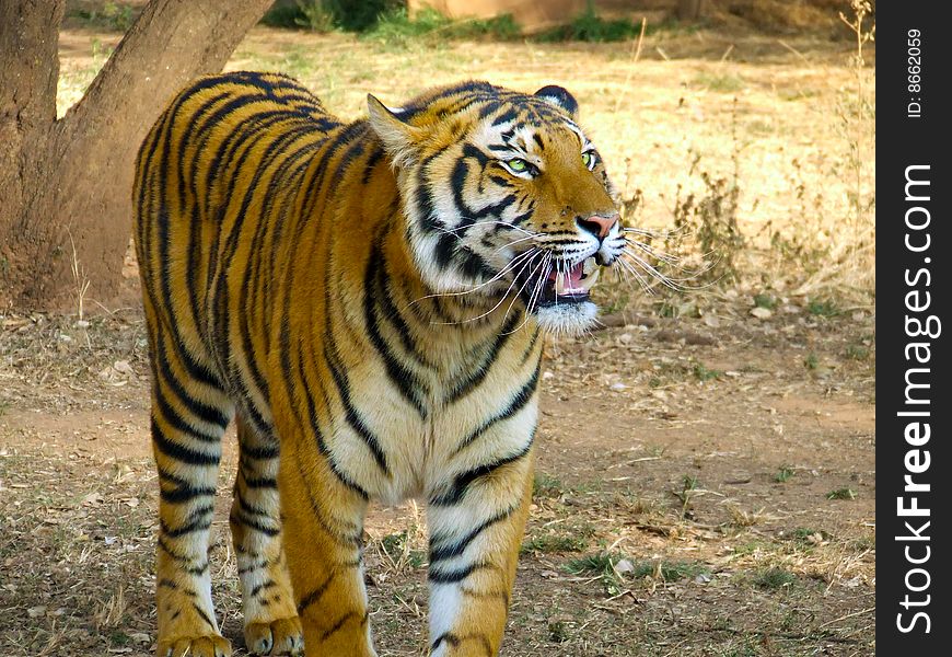 Hungry tiger walking and panting through grass lands. Hungry tiger walking and panting through grass lands