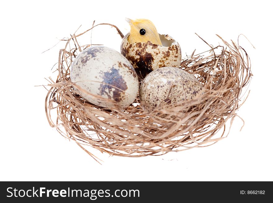 Easter chick in nest isolated on a white background