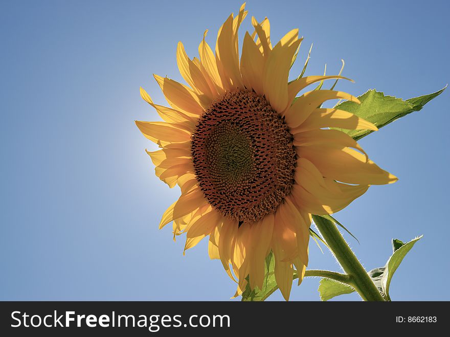 Sunflower with blue sky under sunshine