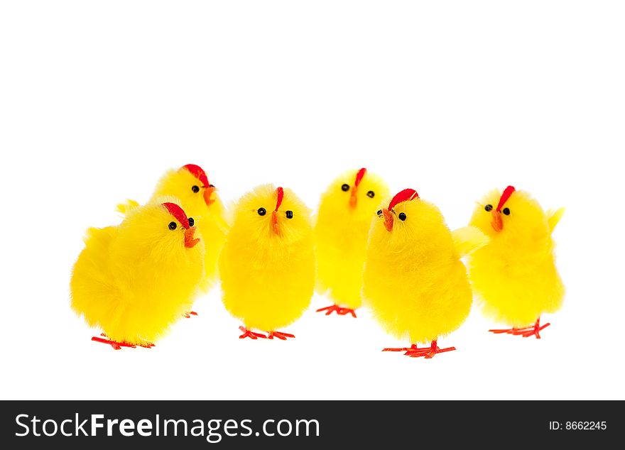 Yellow chicks isolated on a white background