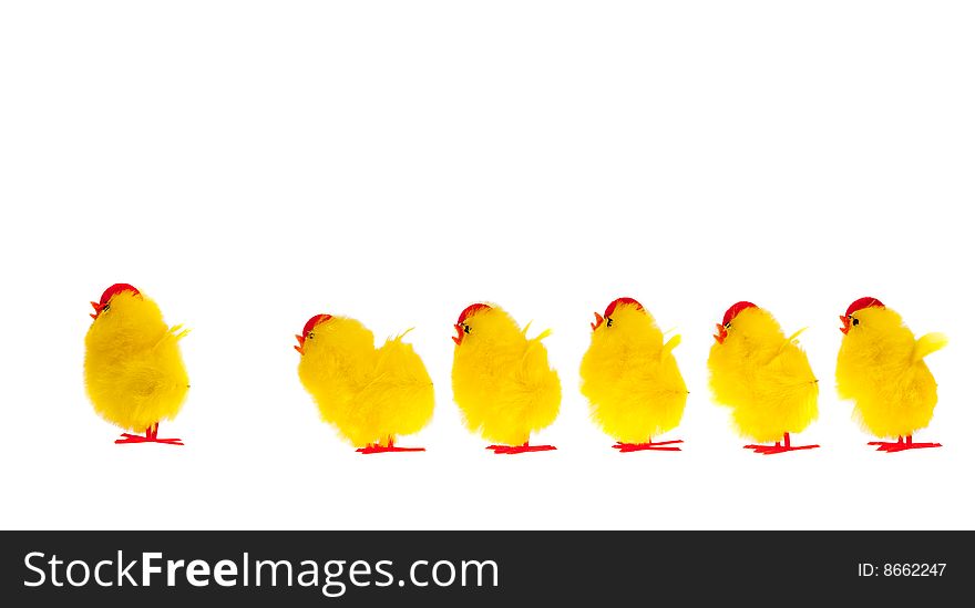 Yellow chicks isolated on a white background