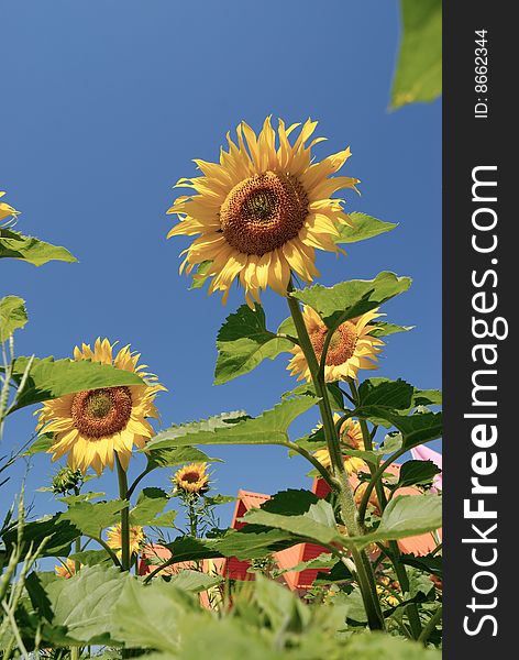 Sunflower with clear blue sky