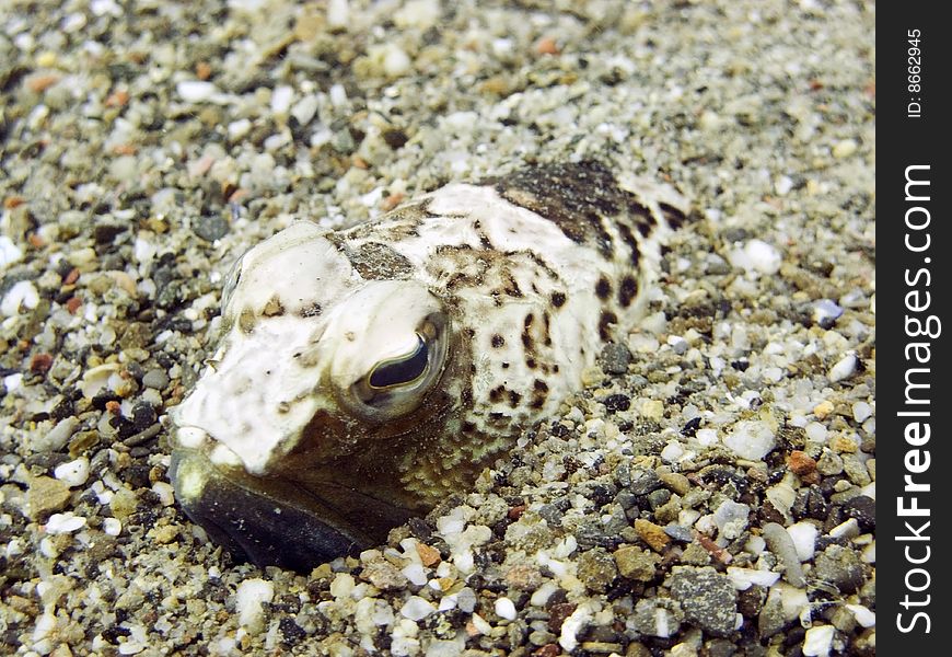 A dangerous fish hidden in the sand of Liguria, Italy