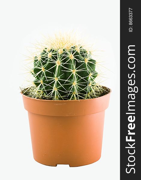An image of green cactus in the  pot