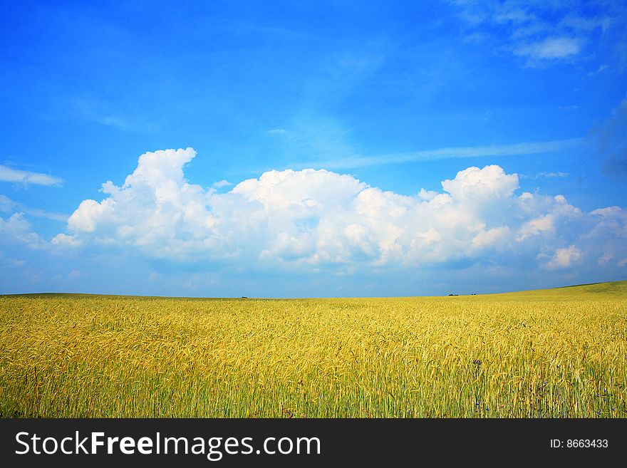 An image of yellow field of wheat and blue sky. An image of yellow field of wheat and blue sky