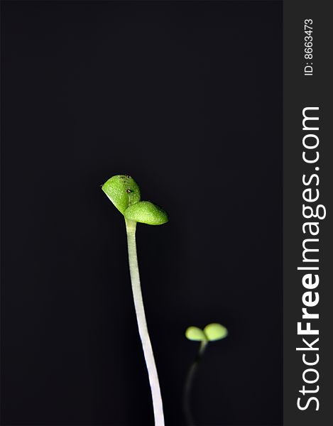 Closeup of a seedling isolated on black background