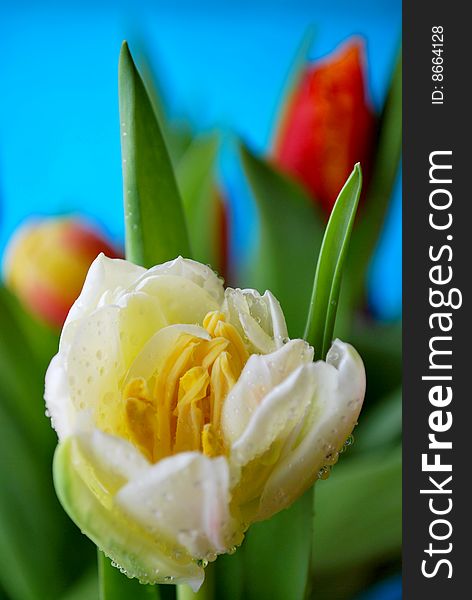 Tulips in different colors with a blue background