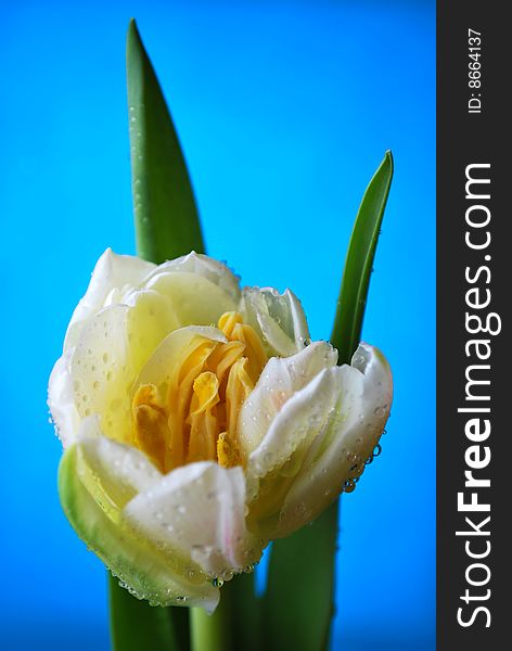 Single tulip with a blue background