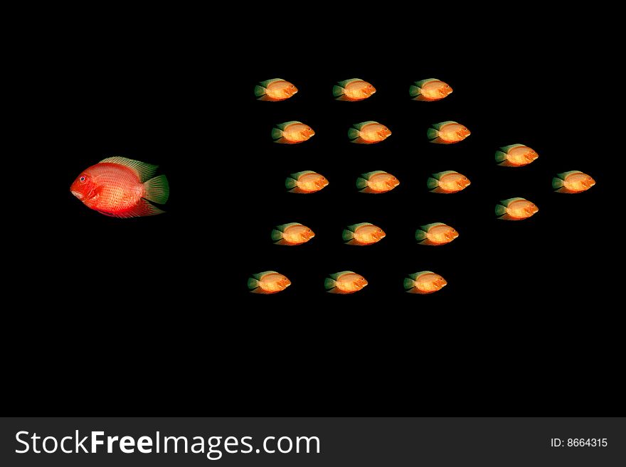 Red fish in water on a black background. Red fish in water on a black background