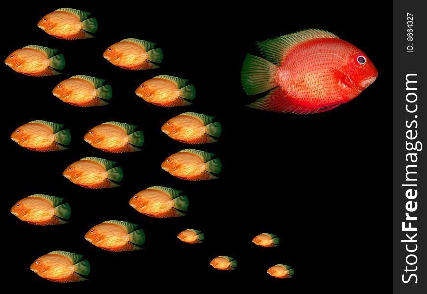 Red fish in water on a black background. Red fish in water on a black background